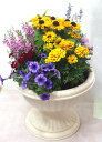 季節の寄せ植えW あす楽 鉢花 寄せ植え ギフト...