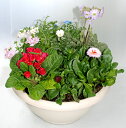 季節の寄せ植えM あす楽 鉢花 寄せ植え ギフト...