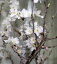 桜 桜の枝 花枝 啓翁桜 東海桜 彼岸桜 大島桜1把【切花】【生花】【資材】さくら サクラ