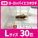 活餌 【Lサイズ 30匹 ヨーロッパイエコオロギ】 餌 エサ えさ イエコ 餌用 エサ用 えさ用 活きエサ 生き餌 生き餌 生きエサ 活きえさ カナヘビ ヤモリ カエル トカゲ 淡水魚 爬虫類 両生類 宅配便 徹底した品質管理。極上の生き餌をお届けします。|詳細画像