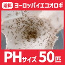 活餌 【PHサイズ 50匹 ヨーロッパイエコオロギ】 餌 エサ えさ イエコ 餌用 エサ用 えさ用 活きエサ 生き餌 生き餌 生きエサ 活きえさ カナヘビ ヤモ...