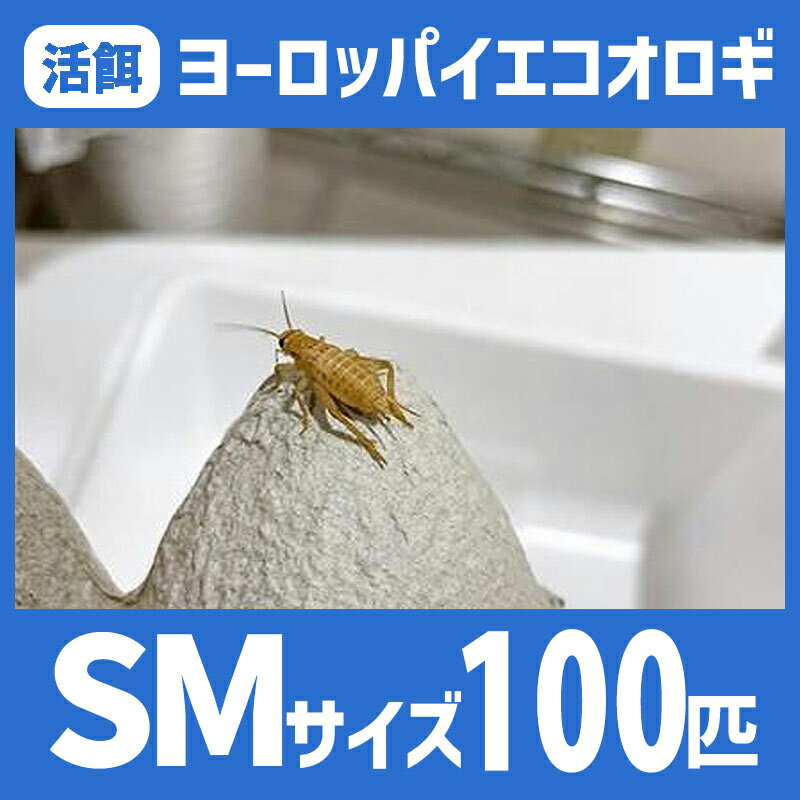 活餌 【SMサイズ 100匹 ヨーロッパイエコオロギ】 餌 エサ えさ イエコ 餌用 エサ用 えさ用 活きエサ 生き餌 生き餌 生きエサ 活きえさ カナヘビ ヤモリ カエル トカゲ 淡水魚 爬虫類 両生類 宅配便 徹底した品質管理。極上の生き餌をお届けします。