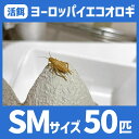 活餌 【SMサイズ 50匹 ヨーロッパイエコオロギ】 餌 エサ えさ イエコ 餌用 エサ用 えさ用 活きエサ 生き餌 生き餌 生きエサ 活きえさ カナヘビ ヤモ...
