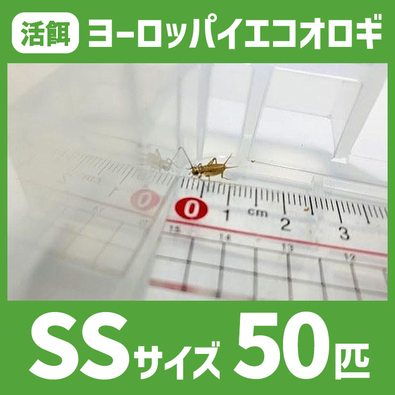 活餌 【SSサイズ 50匹 ヨーロッパイエコオロギ】 餌 エサ えさ イエコ 餌用 エサ用 えさ用 活きエサ 生き餌 生き餌 生きエサ 活きえさ カナヘビ ヤモリ カエル トカゲ 淡水魚 爬虫類 両生類 宅配便 徹底した品質管理。極上の生き餌をお届けします。