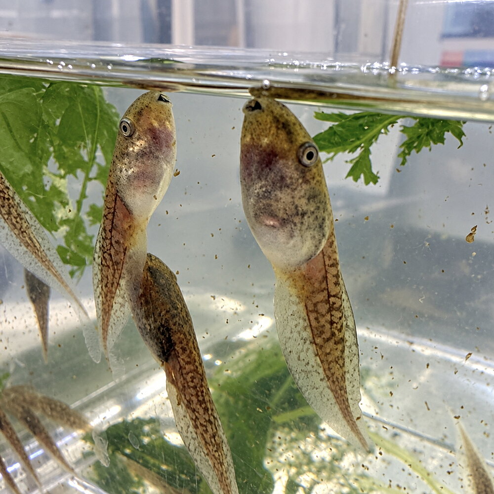 （生体）アカメアマガエル オタマジャクシ