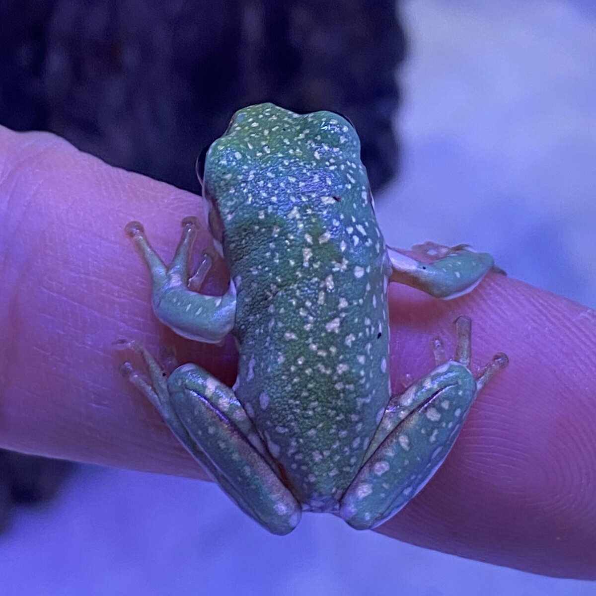 �����Ρ˥������ᥬ���� ���Ρ��ե졼�������������ϰ�ϹҶ��ؤˤƤ��Ϥ�(���������������������)