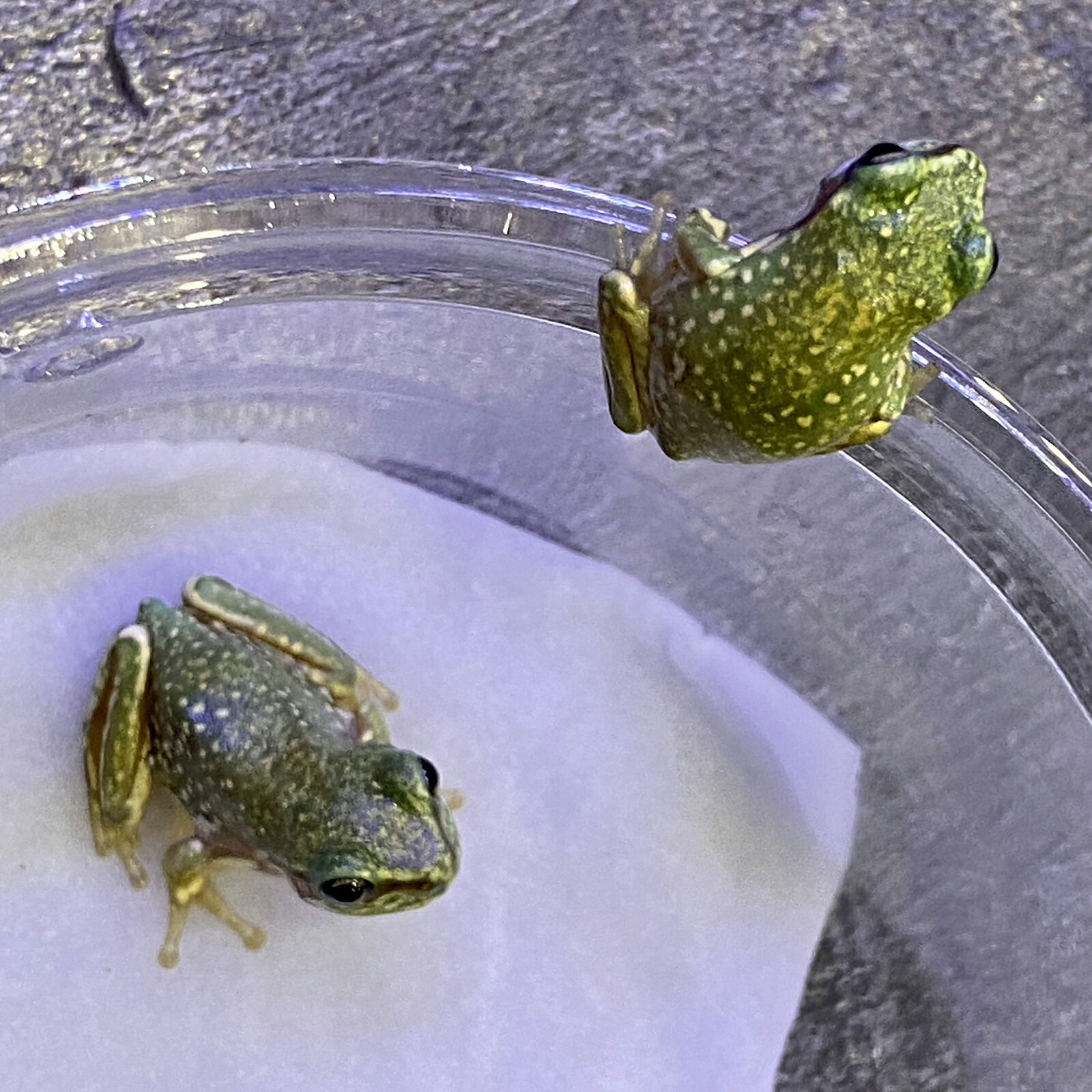 �����Ρ˥������ᥬ����ʥ����ѡ����Ρ��ե졼���ˡ��������ϰ�ϹҶ��ؤˤƤ��Ϥ�(���������������������)