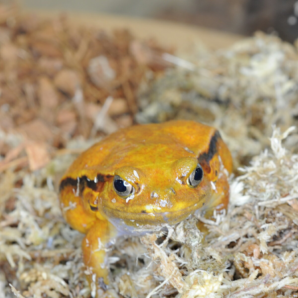 （生体）サビトマトガエル　※一部地域は航空便にてお届け(商品説明欄をご覧ください)