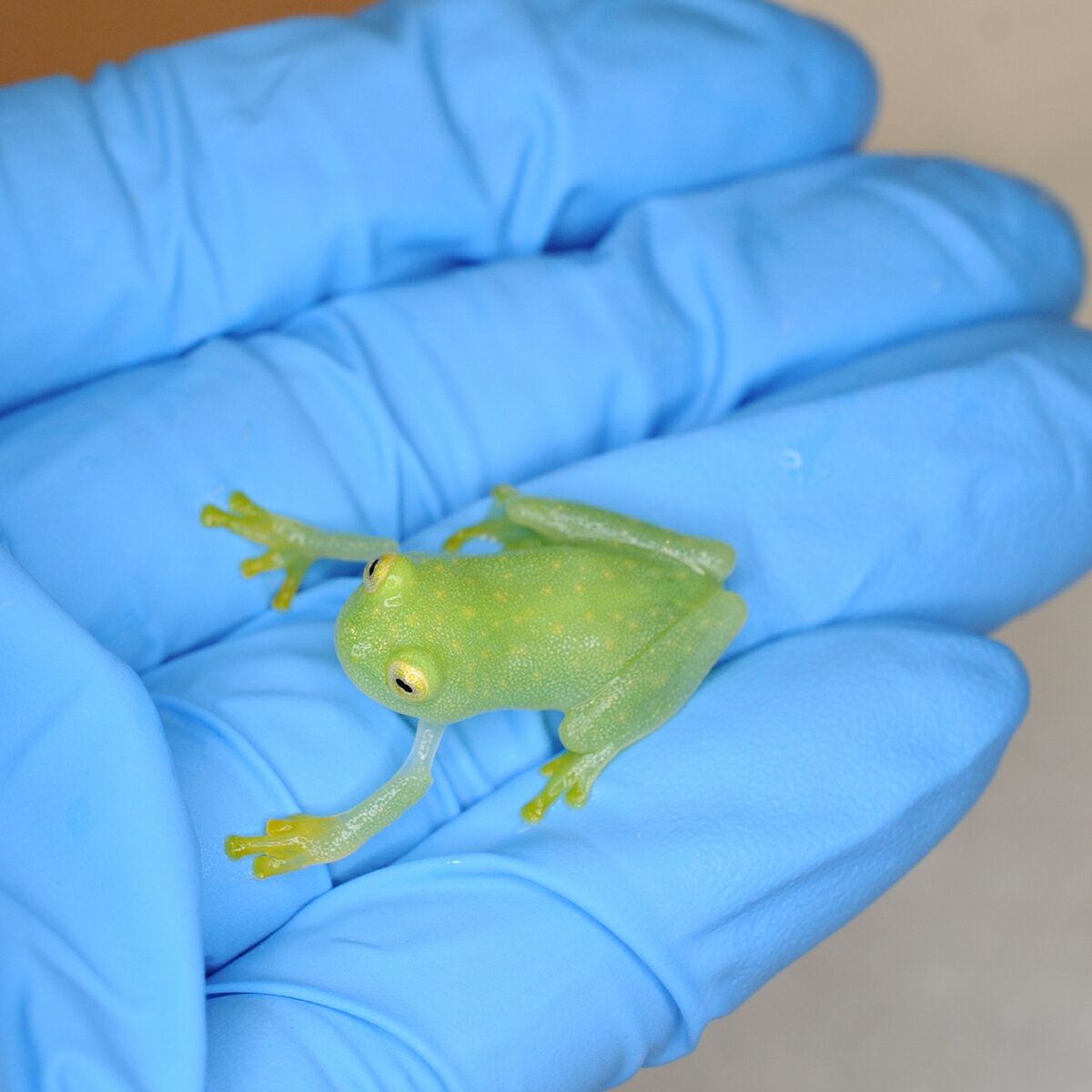 �����Ρ˥ե饤����ޥ󥢥ޥ������ɥ��ʥ��ߥ�����ˡ��������ϰ�ϹҶ��ؤˤƤ��Ϥ�(���������������������)