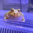 (生体)クランウェルツノガエル(ライムグリーン) ※一部地域は航空便にてお届け(商品説明欄をご覧ください)