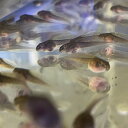 (生体)モリアオガエル オタマジャクシ5匹 ※一部地域は航空便にてお届け(商品説明欄をご覧ください)