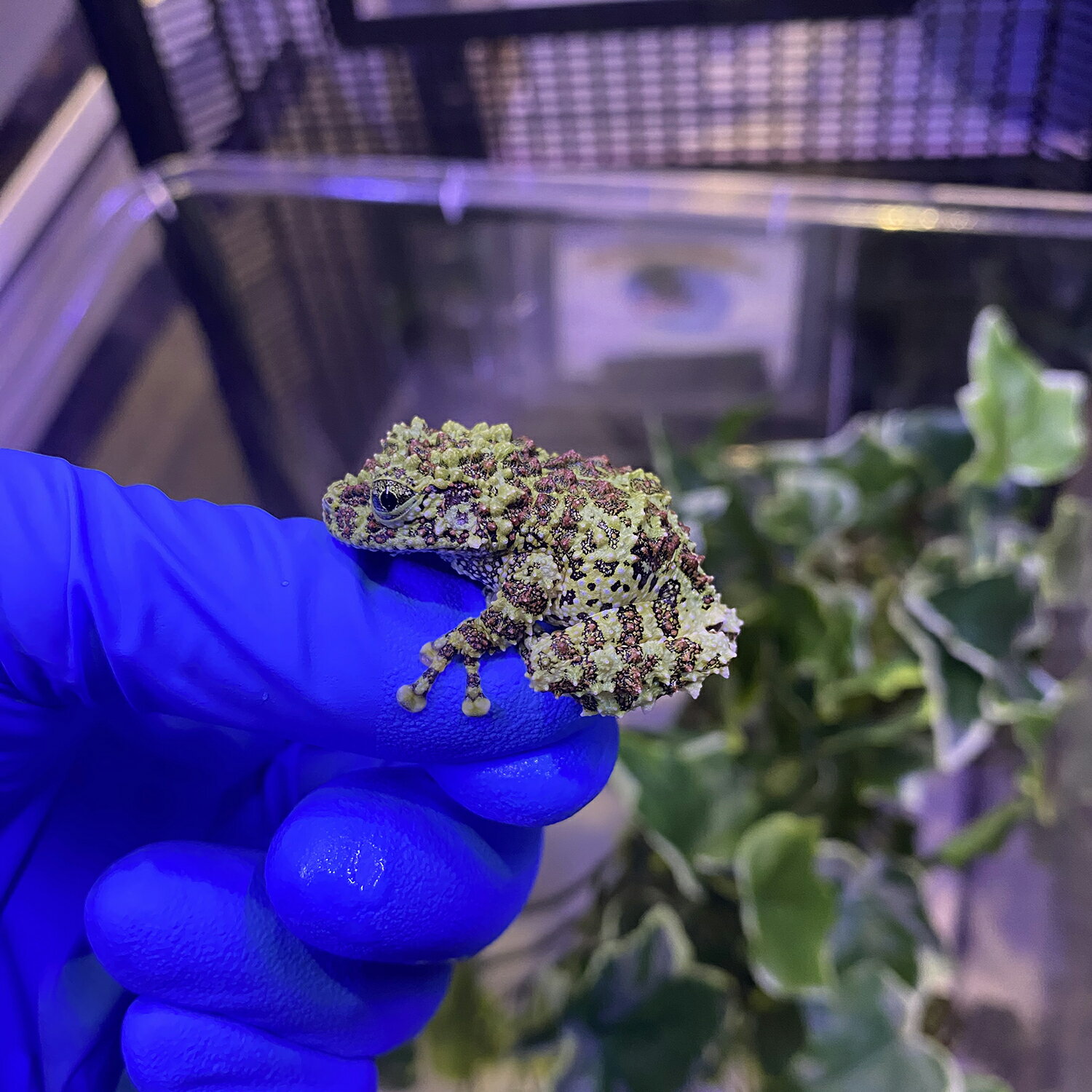 �����Ρ˥٥ȥʥॳ�������롡�������ϰ�ϹҶ��ؤˤƤ��Ϥ�(���������������������)