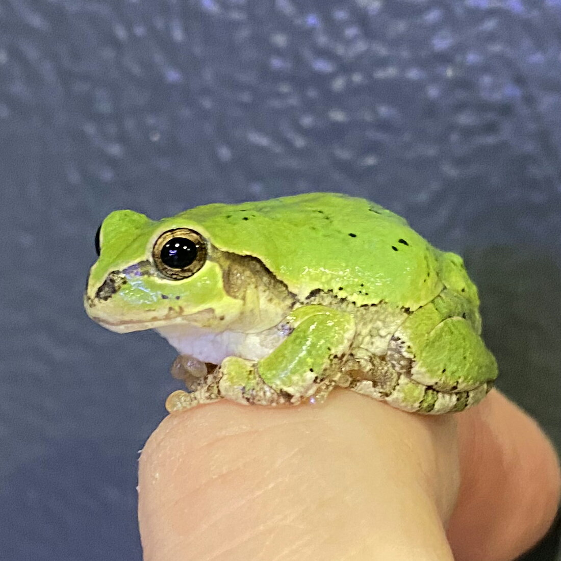 （生体）ニホンアマガエルLサイズ　※一部地域は航空便にてお届け(商品説明欄をご覧ください)
