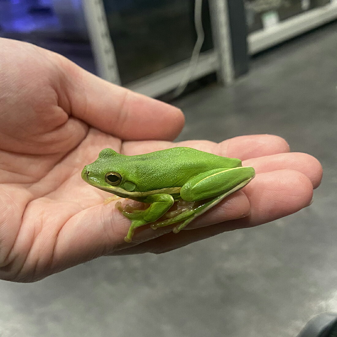 （生体）アメリカアマガエル　※一部地域は航空便にてお届け(商品説明欄をご覧ください)