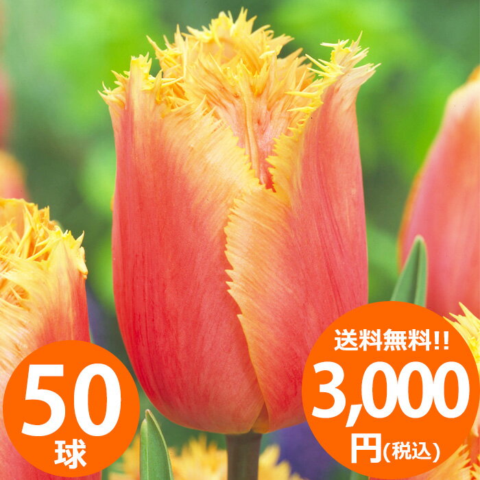 チューリップ球根 品種ミックス オレンジ色系50球入り