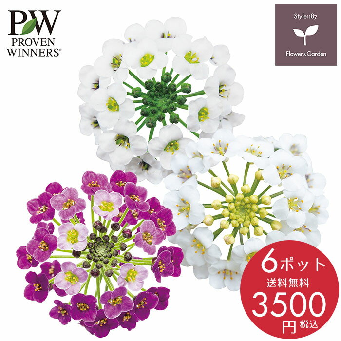 PW 花苗 春 アリッサム スーパーアリッサム6ポットセット ハクサン 栄養系 送料無料 沖縄・離島を除くのサムネイル