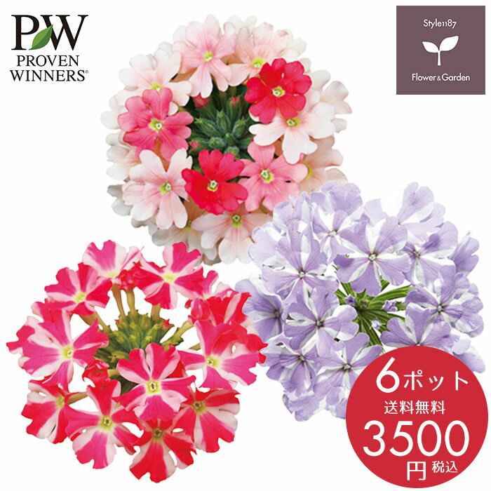 PW 花苗 春 バーベナ スーパーベナ 変り咲き6ポットセット ハクサン 栄養系 送料無料 沖縄・離島を除くのサムネイル