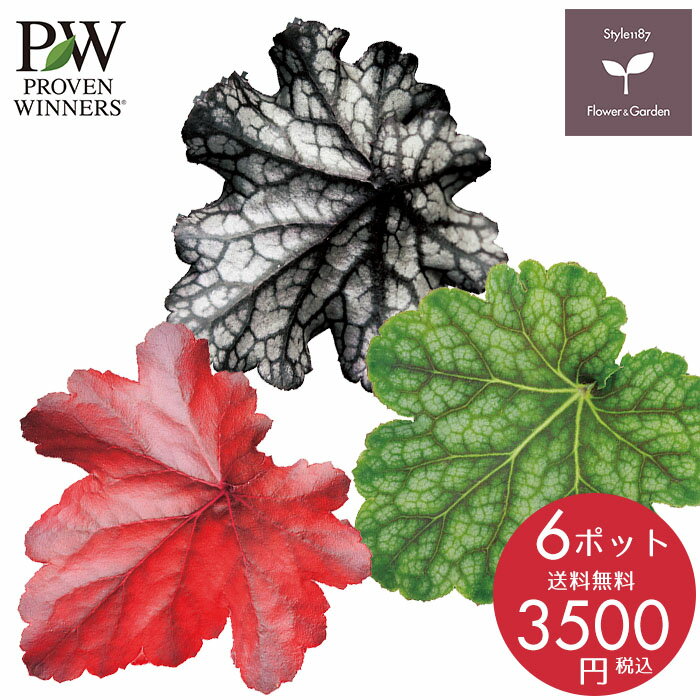 PW 花苗 春 ヒューケラ6ポットセット ハクサン 栄養系 送料無料 沖縄・離島を除くのサムネイル