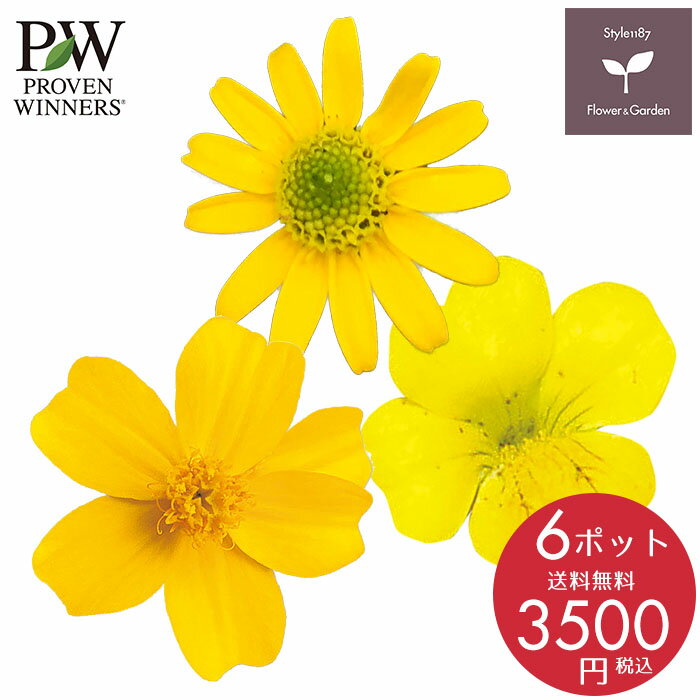 PW 花苗 春 イエローコレクションA 6ポットセット ハクサン 栄養系 送料無料 沖縄・離島を除くのサムネイル