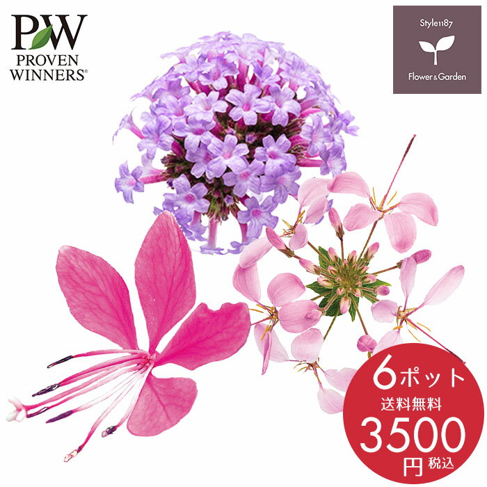 PW 花苗 春 お勧めセットB 6ポットセット ハクサン 栄養系 送料無料 沖縄・離島を除くのサムネイル