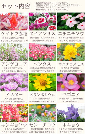 花苗の一例