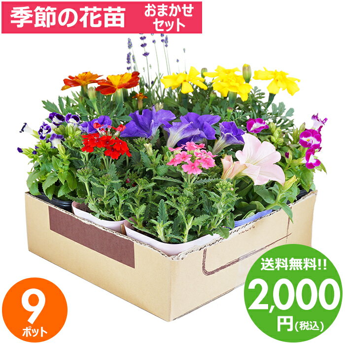 花苗 セット 送料無料 春のお花おま