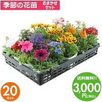 花苗 セット 送料無料 春のお花おまかせ20ポット ガーデニングに最適です。沖縄・...