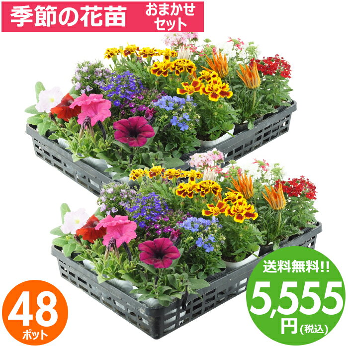 花苗 セット 送料無料 春のお花おまかせ48ポット ガーデニングに最適です。沖縄 離島を除く