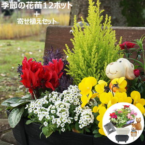 花苗 冬 寄せ植え セット ガーデニングに最適です。　季節の花苗おまかせ12ポット＋寄せ植えセット 送料無料 沖縄・離島を除く