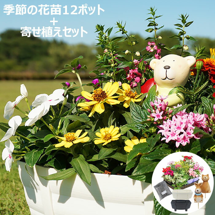 花苗 春 寄せ植え セット ガーデニ