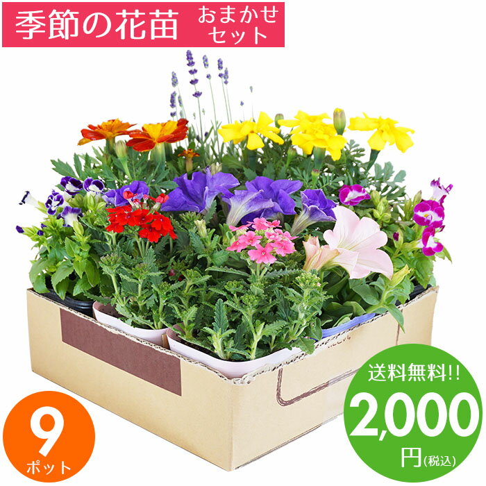 花苗 セット 送料無料 夏のお花おまかせ9ポット ガーデニングに最適です♪ 沖縄・離島を除く