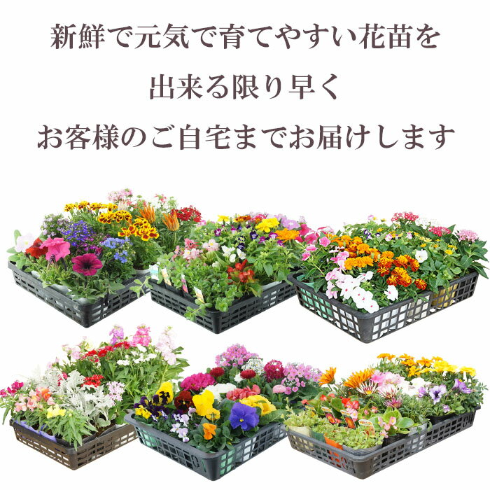 花苗 セット 送料無料 夏のお花おまかせ20ポット ガーデニングに最適です♪沖縄・離島を除く