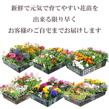 花苗 セット 送料無料 春のお花おまかせ20ポット ガーデニングに最適です♪沖縄・離島を除く