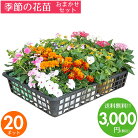 花苗セット送料無料春・夏のお花おまかせ20ポットガーデニングに最適です♪沖縄・離島を除く