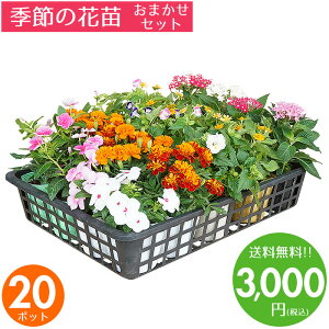 花苗 セット 送料無料 冬 のお花おまかせ20ポット ガーデニングに最適です♪沖縄・離島を除く