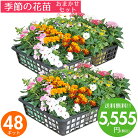花苗セット送料無料春・夏のお花おまかせ48ポットガーデニングに最適です♪沖縄・離島を除く