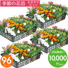 花苗セット送料無料春・夏のお花おまかせ96ポットガーデニングに最適です♪沖縄・離島を除く