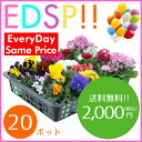 【送料無料!!】季節の花苗20ポット セット(5種類 x 各4ポット)がいつでもこの価格です!色々なアレンジでお花のガーデンを造れます♪【Everyday Same Price!!毎日がお買い得♪】