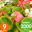 花苗 ベゴニア 花色おまかせ9ポットセット 春夏 送料無料 沖縄・離島を除く