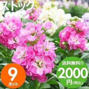 冬に植える！ベランダガーデニングなどに人気の花苗は？