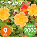 花苗 ポーチュラカ 花色おまかせ9ポットセット 春夏 送料無料 沖縄 離島を除く