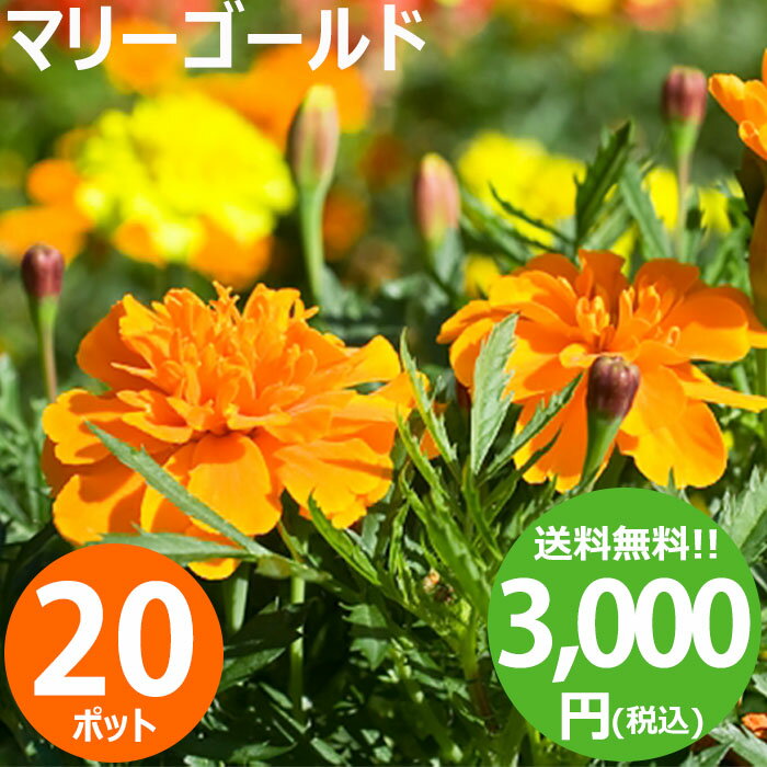 花苗 マリーゴールド 花色おまかせ20ポットセット 春夏 送料無料 沖縄・離島を除く