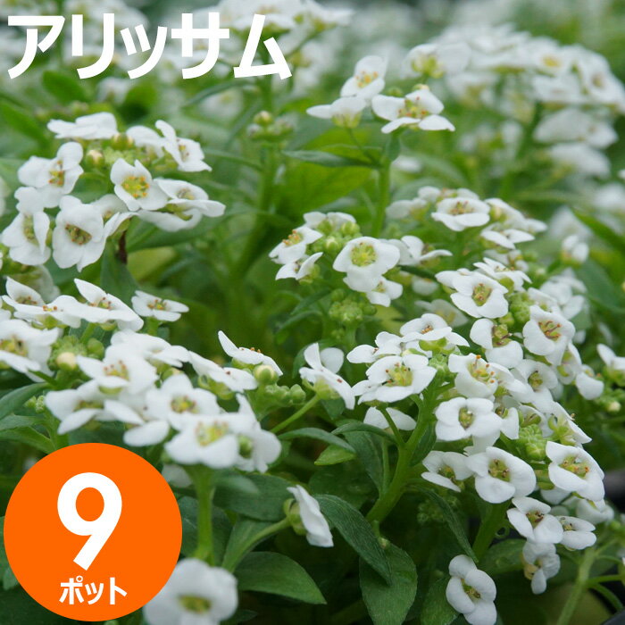 花苗 アリッサム 花色おまかせ9ポットセット 秋冬 送料無料 沖縄・離島を除く