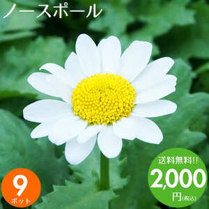 花苗セット送料無料ノースポール9ポット通販冬