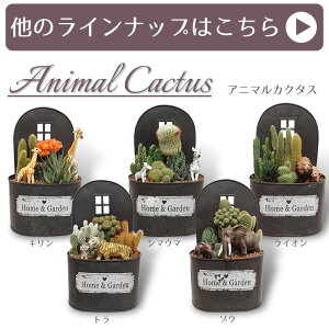 アニマルサボテンラインナップ