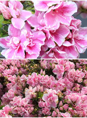 植木 品種 思いのまま オモイノママ 花 絞りピンク花八重咲き 常緑 庭木 ガーデニング 農業 サツキ 思いのまま 12本セット 15cmポット 庭木 送料無料 常緑 Style1187 低木 通常のサツキ類より早めの5月上旬に咲きだします 絞り咲きの花が株一面に咲きます 植木 品種 思いのまま オモイノママ 花 絞りピンク花八重咲き 常緑 庭木 ガーデニング 農業 サツキ 思いのまま 12本セット 15cmポット 庭木 送料無料 常緑 Style1187 低木 通常のサツキ類より早めの5月上旬に咲きだします 絞り咲きの花が株一面に咲きます