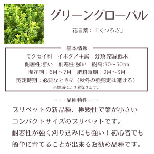 品種説明