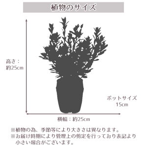 サイズ
