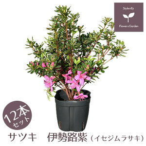 植木 庭木 低木 庭木 植木 Style1187 サツキ 伊勢路紫 12本セット 15cmポット 送料無料 常緑 サツキツツジとクルメツツジのハイブリット品種 強健で花付きが良く大変育てやすい品種です 植木 品種 伊勢路紫 イセジムラサキ 花 紫花一重咲き 植木 庭木 低木 庭木 植木 Style1187 サツキ 伊勢路紫 12本セット 15cmポット 送料無料 常緑 サツキツツジとクルメツツジのハイブリット品種 強健で花付きが良く大変育てやすい品種です 植木 品種 伊勢路紫 イセジムラサキ 花 紫花一重咲き