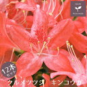 クルメツツジ キンコウカ 12本セット 15cmポット 植木 庭木 常緑 低木 送料無料 沖縄・離島を除く